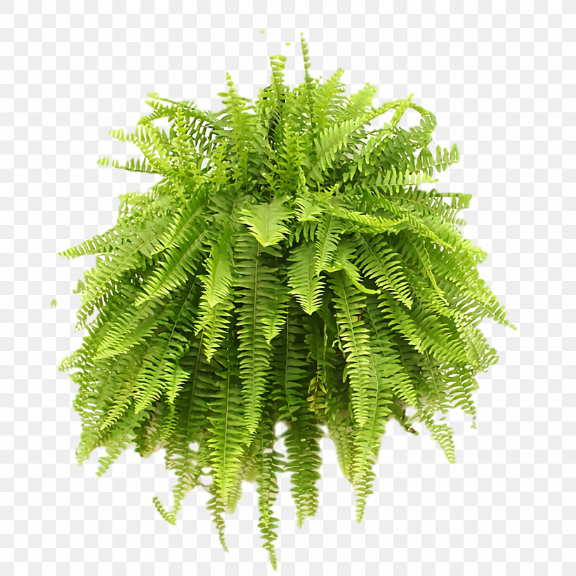 Fern, PNG, 1440x1440px, Fern, Biology, Common Ostrich, Ostrich Fern, Plants Download Free