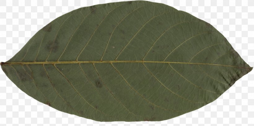 Leaf, PNG, 1024x509px, Leaf, Bay Leaf, Flower, Plant, Tree Download Free