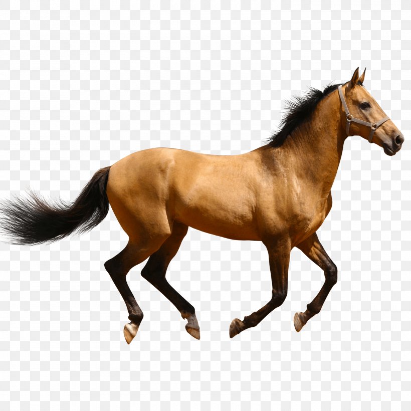 Mare American Quarter Horse Standing Horse Clip Art, PNG, 1500x1500px, Mare, American Quarter Horse, Animal, Animal Figure, Bit Download Free
