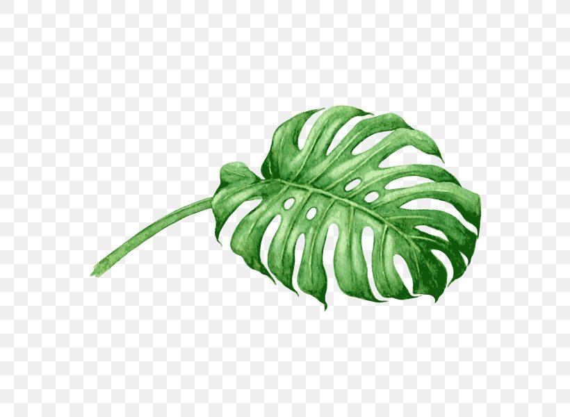 Swiss Cheese Plant Watercolor Painting Royalty-free, PNG, 600x600px, Swiss Cheese Plant, Drawing, Green, Leaf, Plant Download Free
