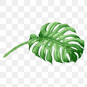 Leaf Swiss Cheese Plant Tropics Clip Art, PNG, 970x937px, Leaf, Areca ...