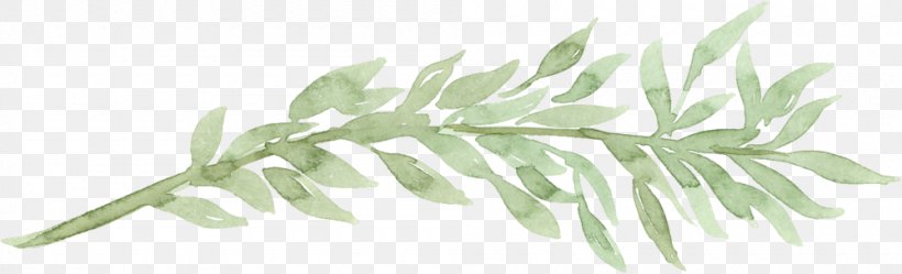 Watercolor Painting Gum Trees Leaf, PNG, 1000x304px, Watercolor Painting, Branch, Color, Gum Trees, Leaf Download Free