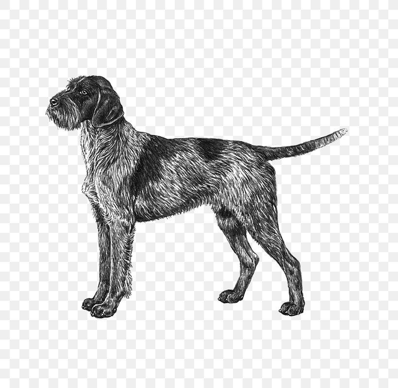 Wirehaired Pointing Griffon Český Fousek German Wirehaired Pointer Wirehaired Vizsla, PNG, 800x800px, Wirehaired Pointing Griffon, American Kennel Club, Black And White, Breed, Carnivoran Download Free