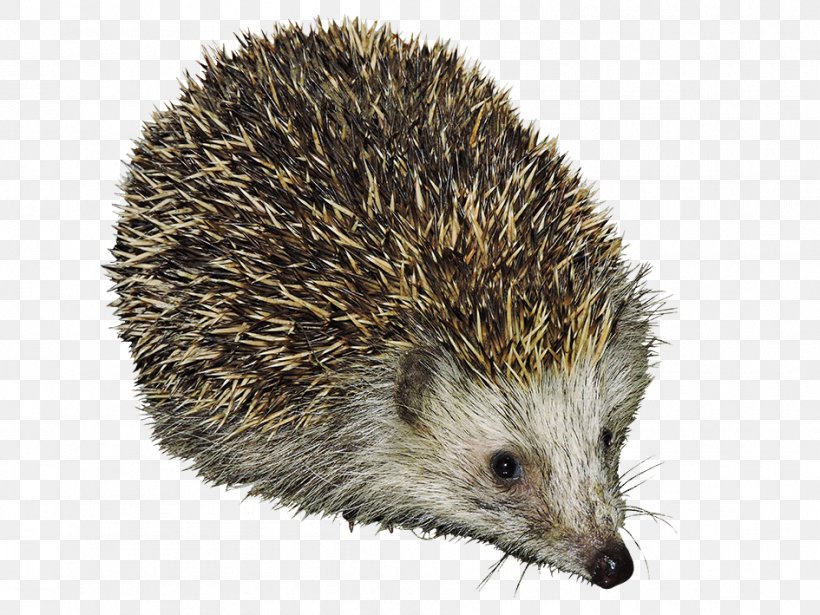 Domesticated Hedgehog Porcupine Echidna Computer Mouse, PNG, 945x709px, Domesticated Hedgehog, Computer Mouse, Domestication, Echidna, Erinaceidae Download Free