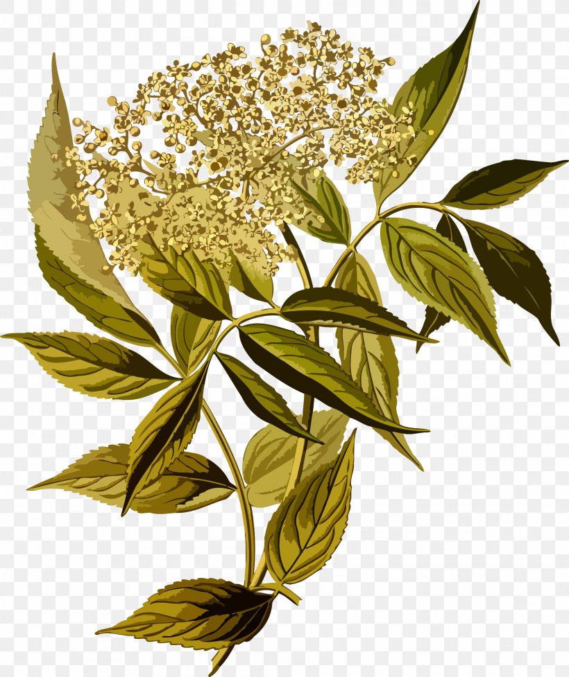 Elderflower Cordial Sambucus Racemosa Tree Shrub, PNG, 2013x2400px, Elder, Berry, Branch, Caprifoliaceae, Deciduous Download Free