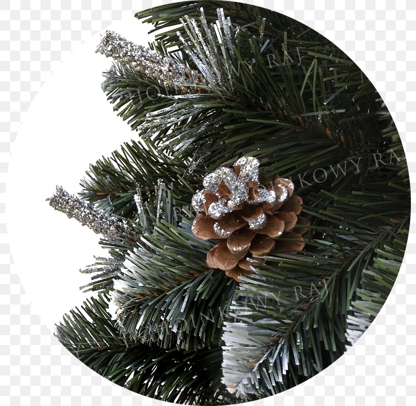 Fir Spruce Christmas Ornament Pine, PNG, 800x800px, Fir, Christmas, Christmas Ornament, Conifer, Evergreen Download Free