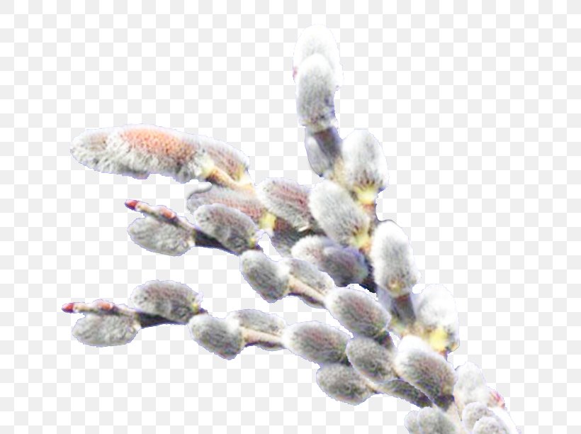 Willow Catkin Holiday Clip Art, PNG, 680x612px, Willow, Albert Wass, Catkin, Daytime, Holiday Download Free