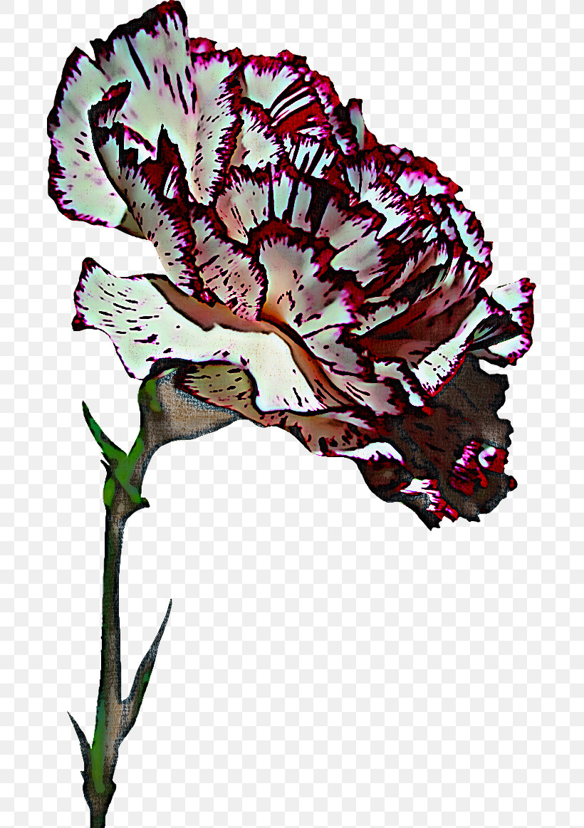 Flower Plant Carnation Pink Family Dianthus, PNG, 687x1163px, Flower, Carnation, Dianthus, Iris, Leaf Vegetable Download Free