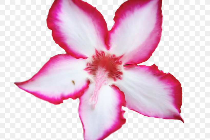 Rose, PNG, 1200x800px, Flower, Azalea, Biology, Family, Flora Download Free