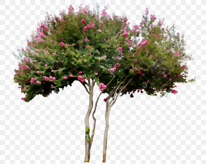 Shrub Royal Poinciana Tree Woody Plant Plants, PNG, 1600x1280px, Shrub, Blossom, Bougainvillea, Branch, Chinese Ixora Download Free