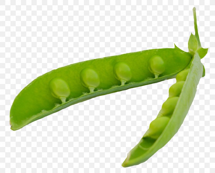 Snap Pea Vegetable Legume, PNG, 1945x1564px, Pea, Caterpillar, Digital Image, Food, Fruit Download Free