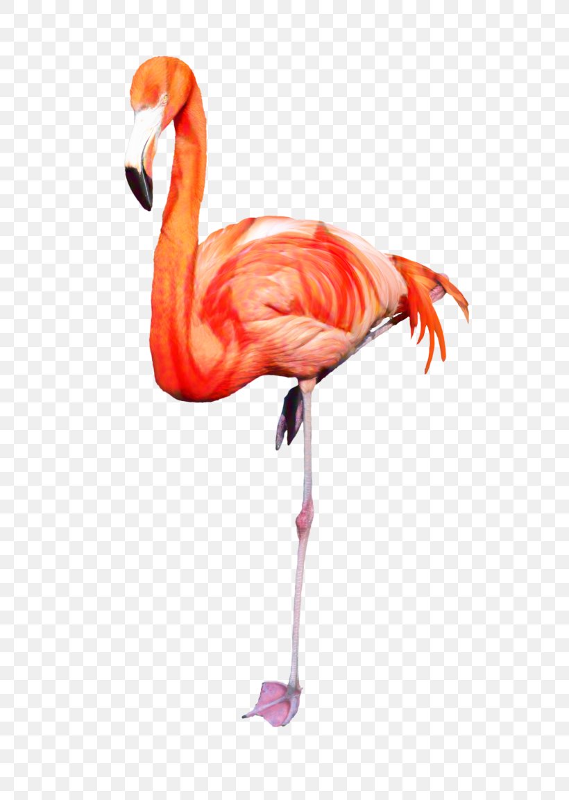 Beak Neck, PNG, 692x1153px, Beak, Bird, Feather, Flamingo, Greater Flamingo Download Free