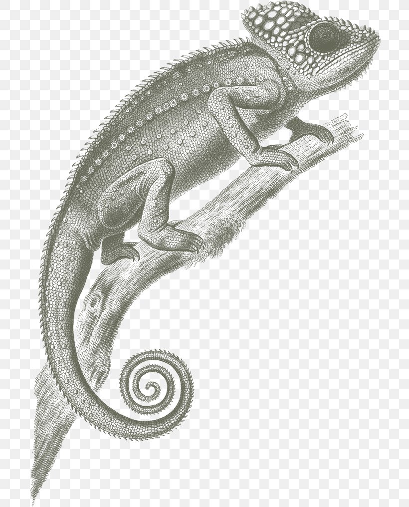 Chameleons Lizard Reptile Veiled Chameleon, PNG, 706x1016px, Chameleons, Art, Biological Illustration, Black And White, Common Chameleon Download Free