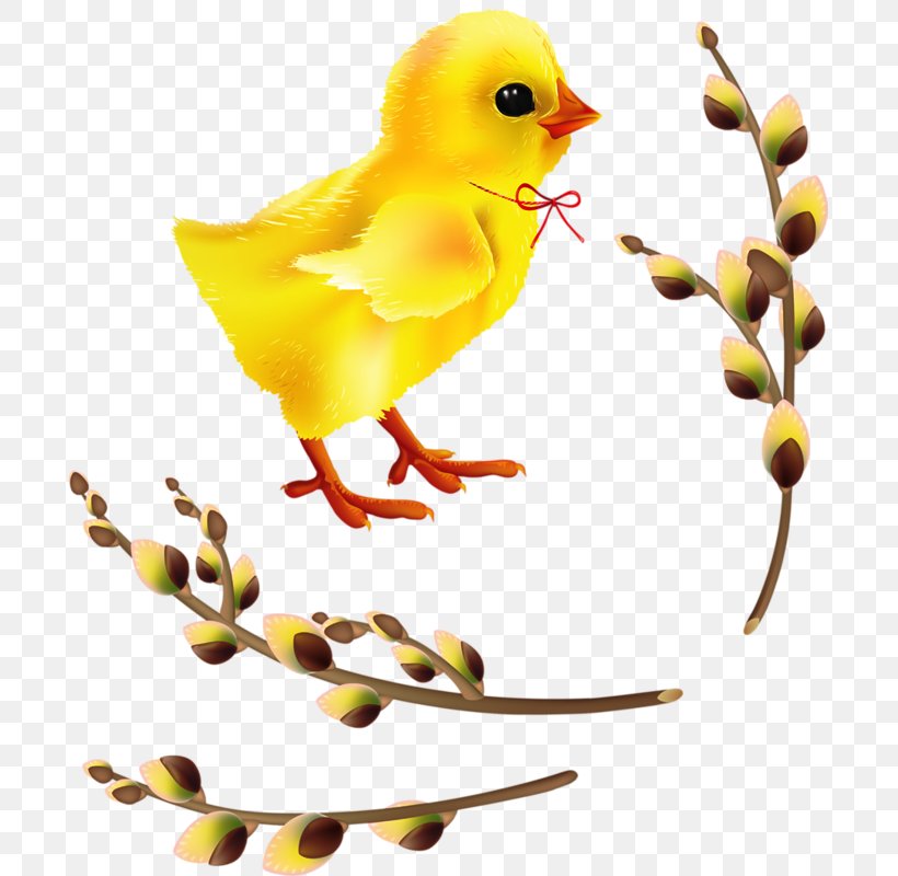Chicken Easter Clip Art, PNG, 693x800px, Chicken, Beak, Bird, Branch, Digital Image Download Free