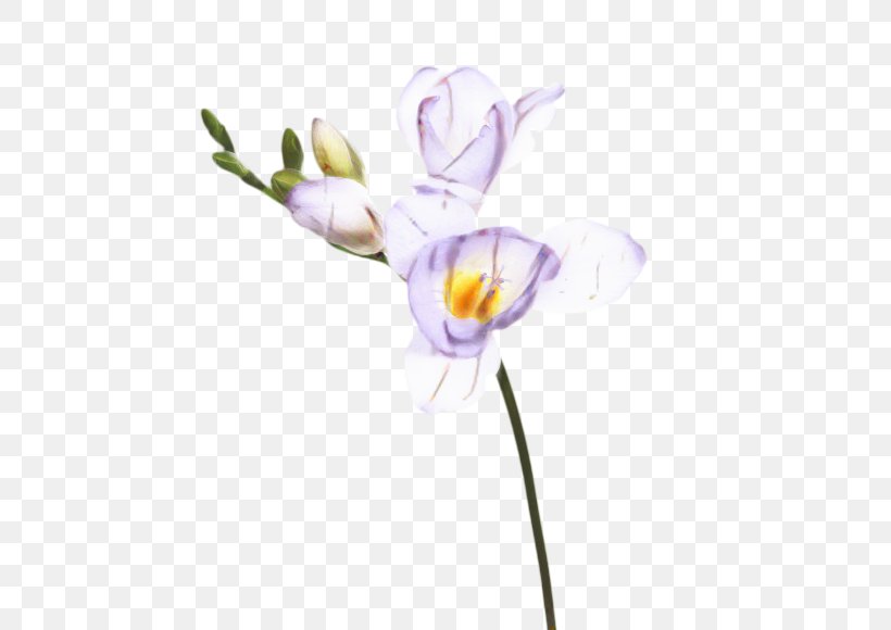 Flowers Background, PNG, 560x580px, Cut Flowers, Crocus, Flower, Iris, Moth Orchid Download Free