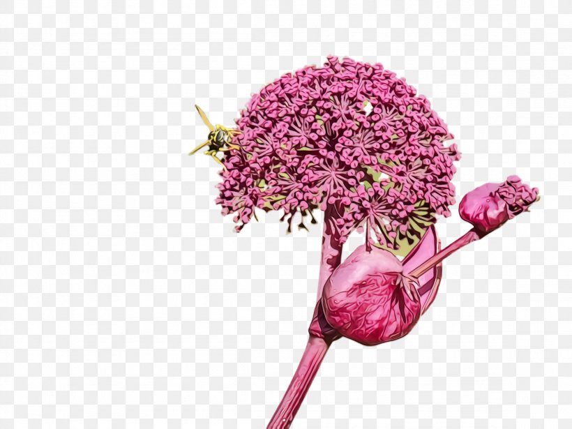 Cut Flowers Flower Pink Lilac Purple, PNG, 2308x1732px, Watercolor, Allium, Cut Flowers, Flower, Flowering Plant Download Free