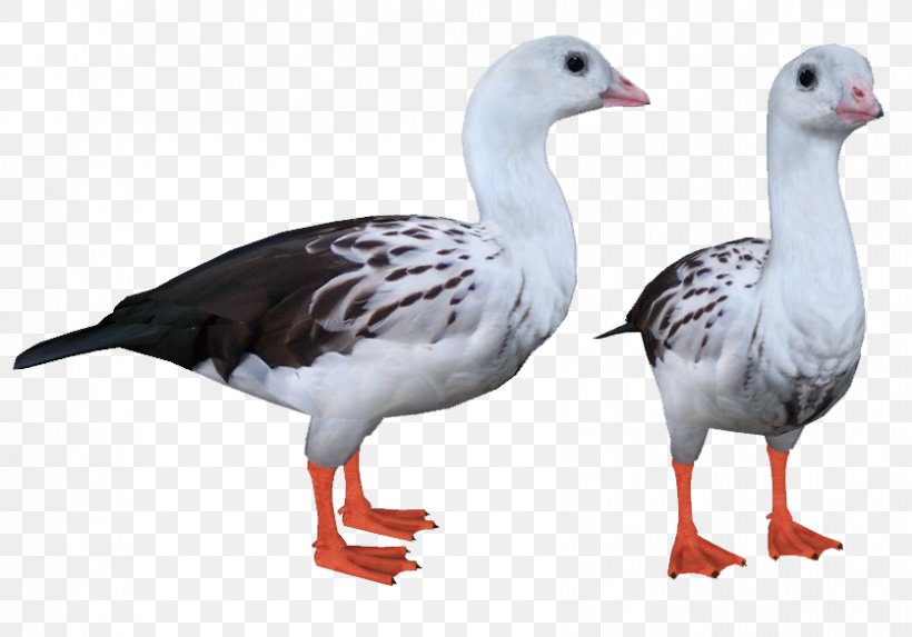 Goose Duck Fauna Feather Beak, PNG, 836x585px, Goose, Beak, Bird, Duck, Ducks Geese And Swans Download Free