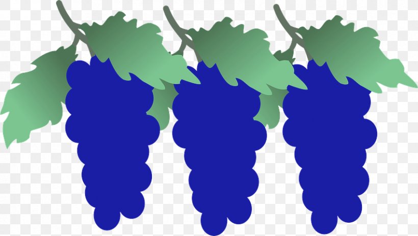 Grape Vitis Grapevine Family Plant Grape Leaves, PNG, 850x480px, Grape, Grape Leaves, Grapevine Family, Plant, Vitis Download Free