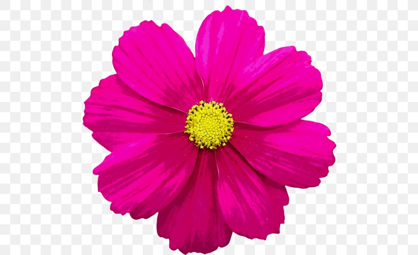 Pink Flowers Background, PNG, 500x500px, Rose, Annual Plant, Aster, Asterales, Barberton Daisy Download Free