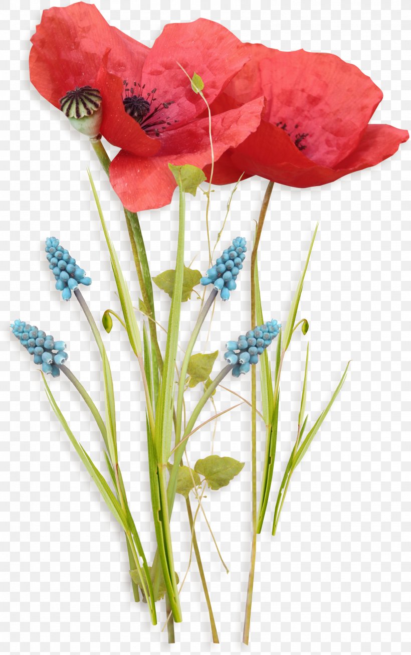 Poppy Flowers, PNG, 1568x2499px, Flower, Artificial Flower, Common Poppy, Cut Flowers, Flora Download Free