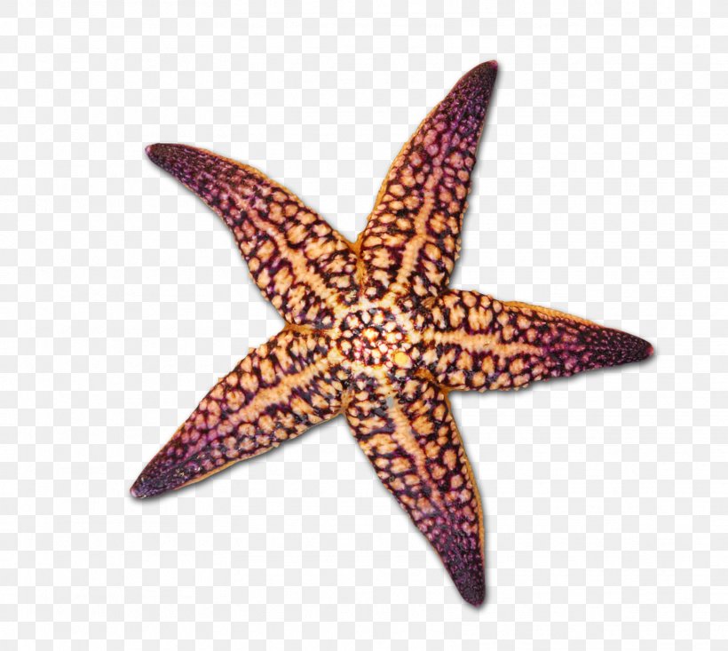 Starfish Seashell Drawing, PNG, 1616x1446px, Starfish, Drawing, Echinoderm, Invertebrate, Marine Invertebrates Download Free