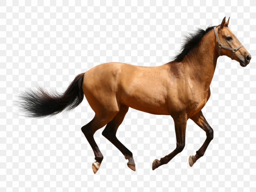 Arabian Horse American Paint Horse American Quarter Horse Mustang Clydesdale Horse, PNG, 866x650px, Arabian Horse, American Paint Horse, American Quarter Horse, Animal Figure, Black Download Free
