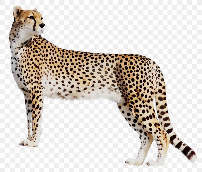Cheetah Leopard Cat Black Panther Tiger, PNG, 1881x1599px, Cheetah, African Leopard, Animal, Animal Figure, Big Cat Download Free