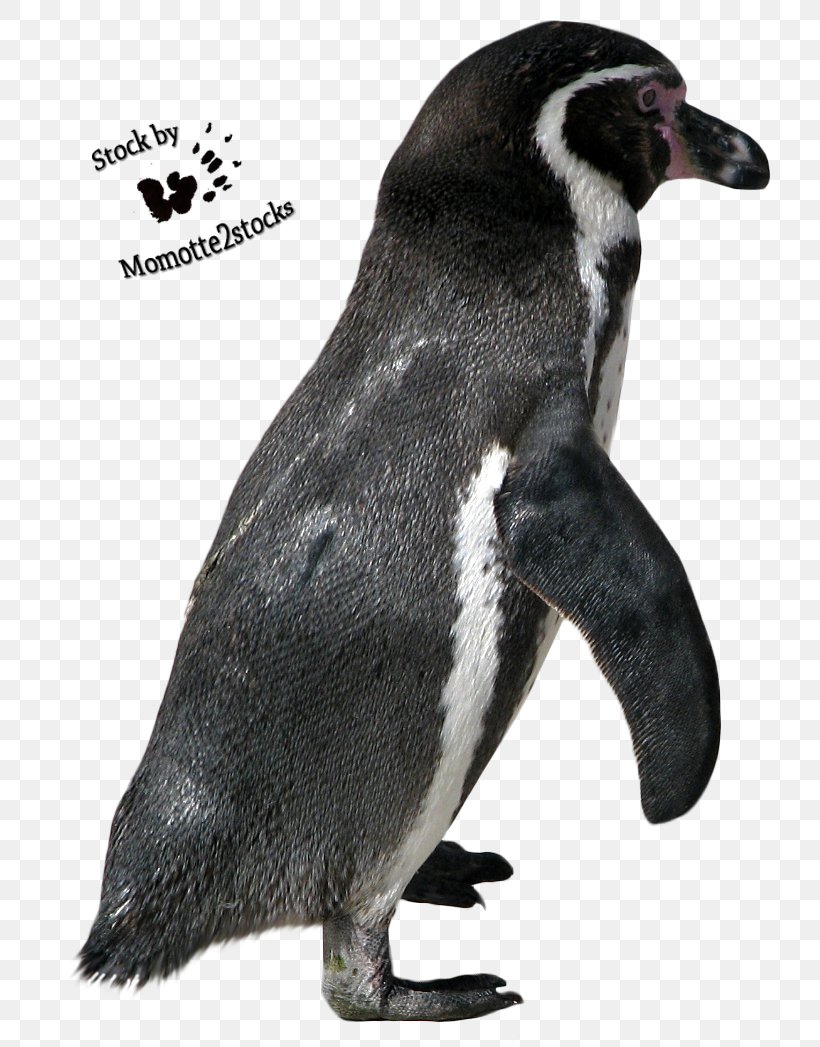 Humboldt Penguin Short-beaked Common Dolphin Bird Killer Whale, PNG, 750x1047px, Penguin, Animal, Beak, Bird, Common Dolphin Download Free