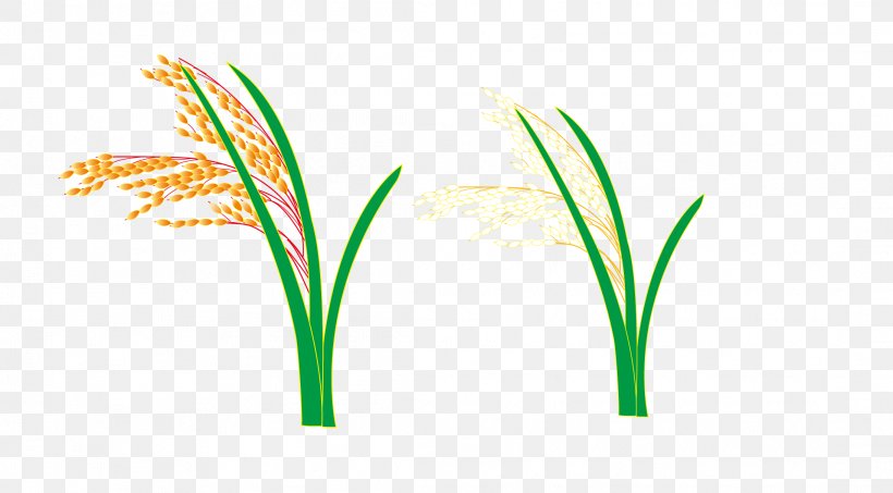 Logo Grasses Leaf Plant Stem Font, PNG, 2187x1210px, Logo, Family, Grass, Grass Family, Grasses Download Free