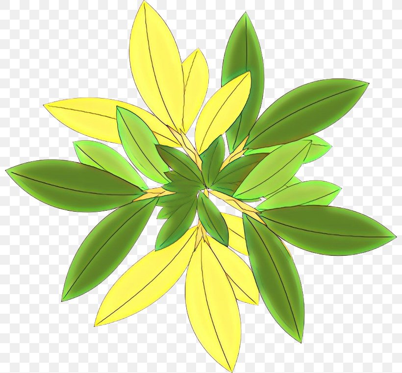 Plants Leaf Tree Plant Stem, PNG, 800x761px, Plants, Botany, Dishwasher, Flower, Flowering Plant Download Free