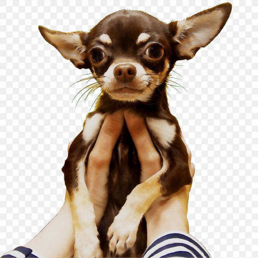 Chihuahua Russkiy Toy Puppy Dog Breed Companion Dog, PNG, 2528x2536px, Chihuahua, Breed, Canidae, Carnivore, Companion Dog Download Free