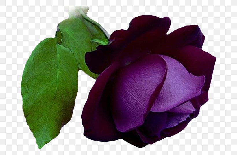 Garden Roses Cabbage Rose Flower Clip Art, PNG, 720x535px, Garden Roses, Cabbage Rose, Color, Cut Flowers, Flower Download Free