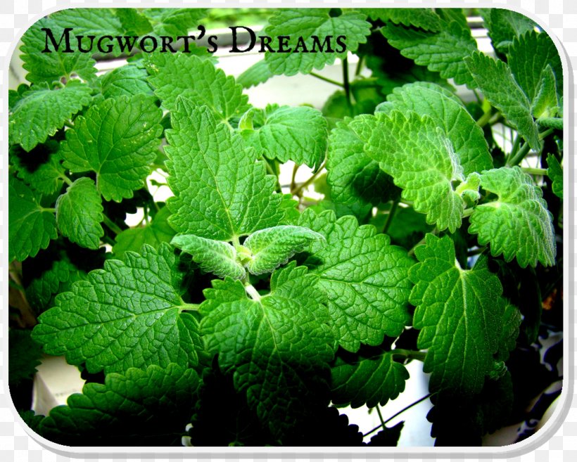 Lemon Balm Herbalism ESTX BA.RES.30-15 NR DL Perilla Groundcover, PNG, 1086x871px, Lemon Balm, Groundcover, Herb, Herbalism, Leaf Download Free