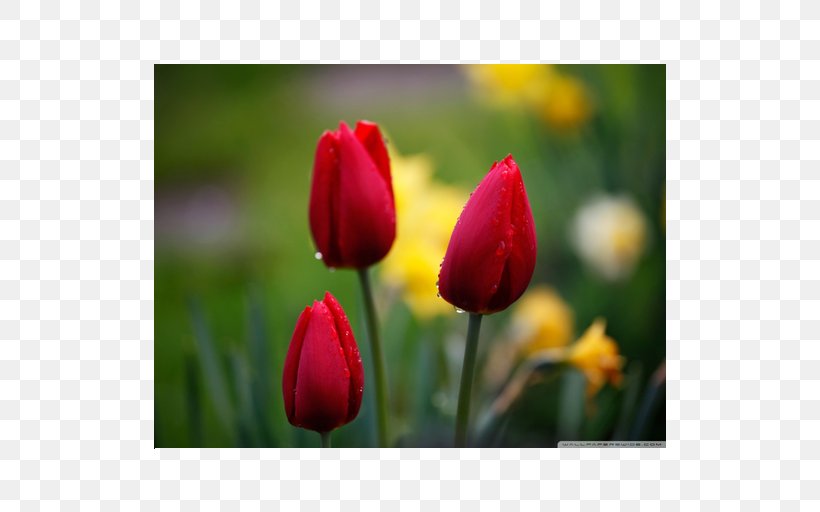 Ultra-high-definition Television 4K Resolution 1080p Tulip, PNG, 512x512px, 4k Resolution, 1610, Highdefinition Television, Bud, Close Up Download Free