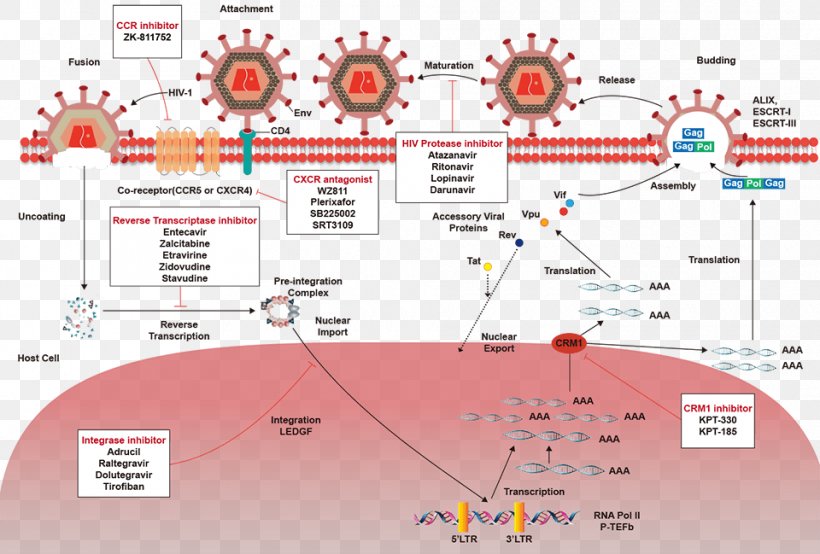 Antiviral Drug Enzyme Inhibitor Antibiotics Integrase Reverse Transcriptase, PNG, 960x649px, Watercolor, Cartoon, Flower, Frame, Heart Download Free