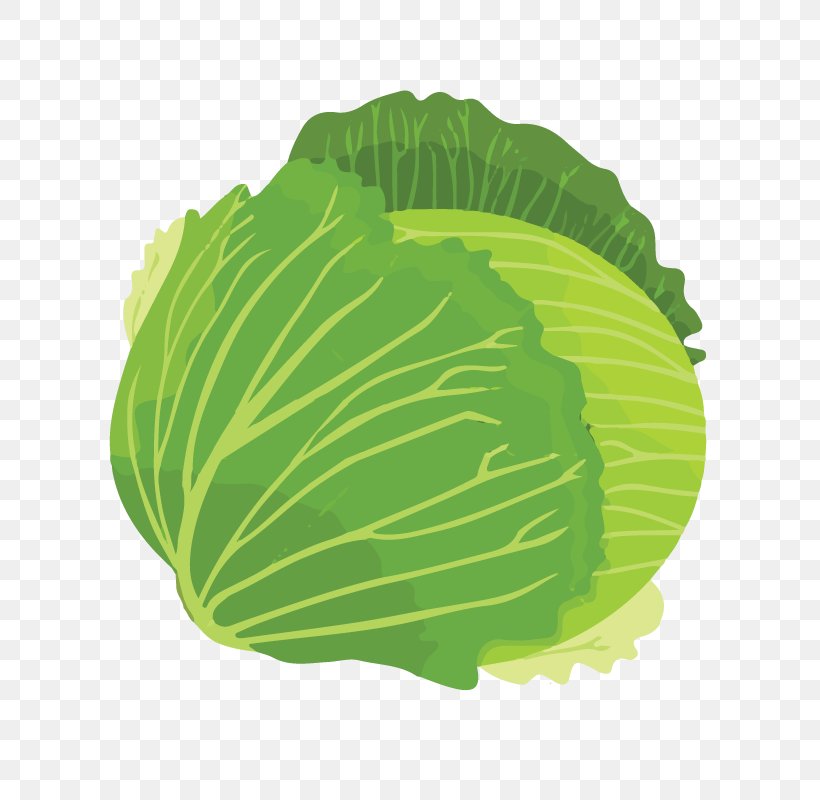 Cabbage Leaf Vegetable Food, PNG, 800x800px, Cabbage, Brassica Oleracea, Broccoli, Cauliflower, Chinese Cabbage Download Free