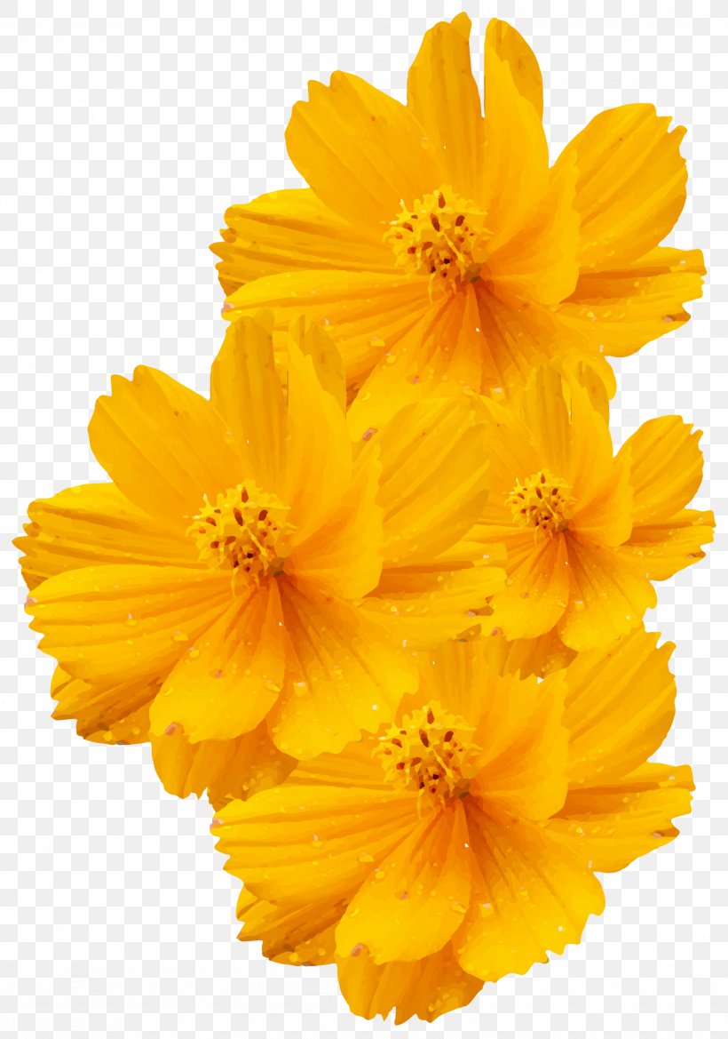 Cosmos Sulphureus Cosmos Bipinnatus Yellow Flower Euclidean Vector, PNG, 1550x2210px, Flower, Calendula, Chrysanthemum, Cosmos, Cosmos Bipinnatus Download Free