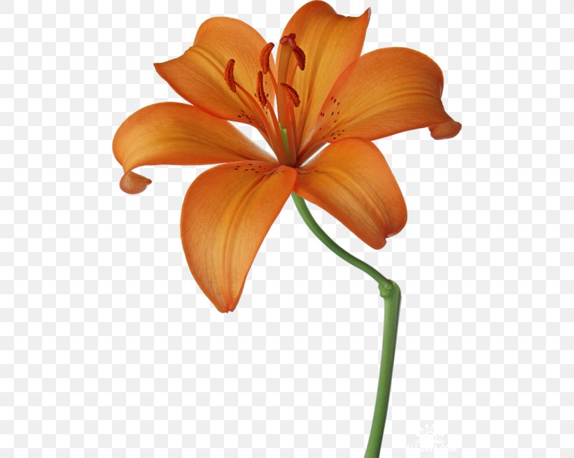Cut Flowers Paper Drawing Orange, PNG, 500x654px, Flower, Color, Cut Flowers, Drawing, Floral Design Download Free