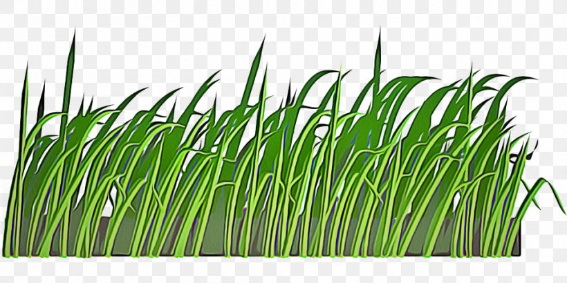 Grass Green Plant Grass Family Lawn, PNG, 960x480px, Grass, Chives, Flowering Plant, Fodder, Grass Family Download Free