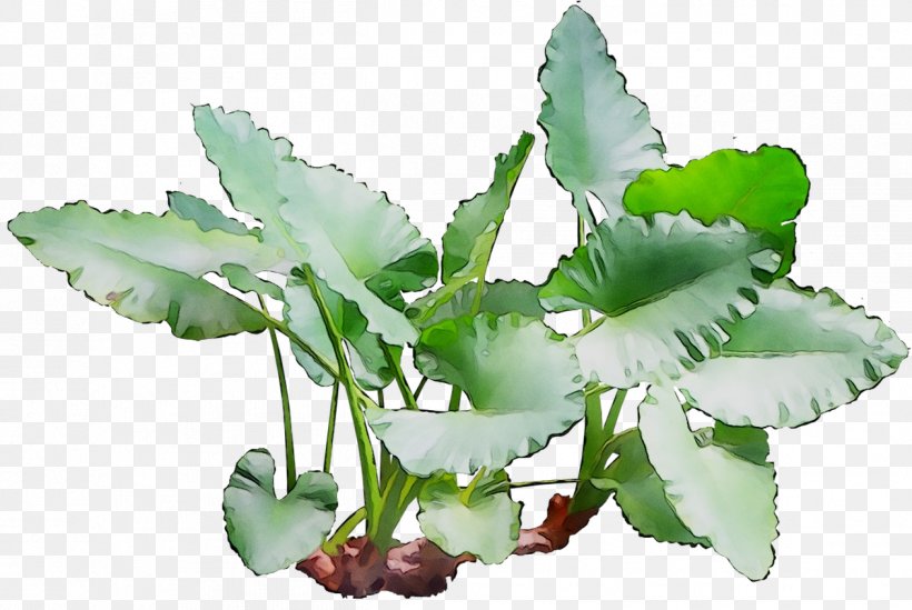 Leaf Plant Stem Herbalism Plants, PNG, 1262x845px, Leaf, Annual Plant, Flower, Flowering Plant, Herb Download Free