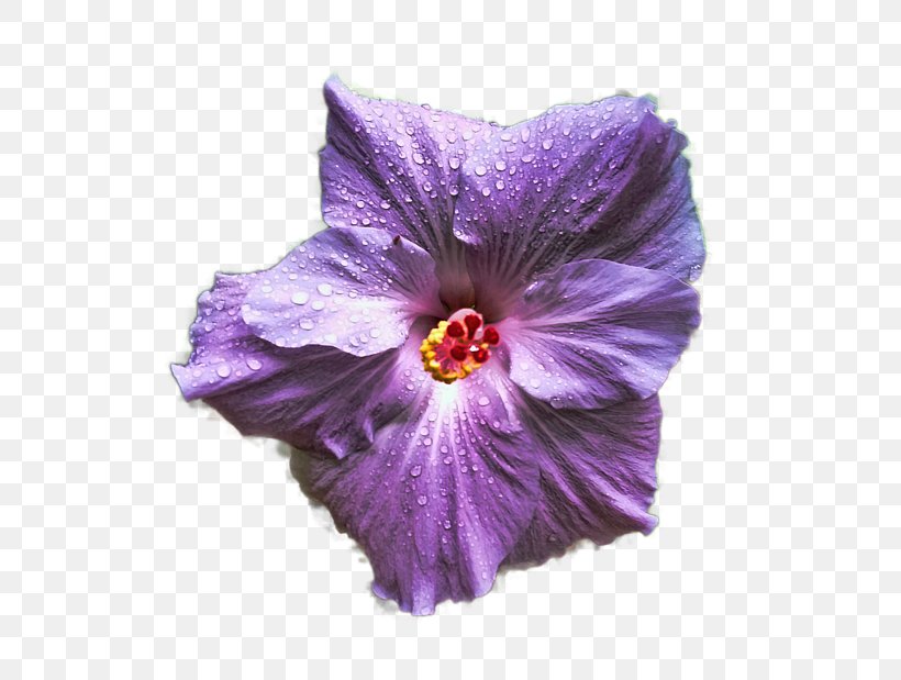 Mallows Hibiscus Violet Plant Lilac, PNG, 600x619px, Mallows, Family, Flower, Flowering Plant, Herbaceous Plant Download Free