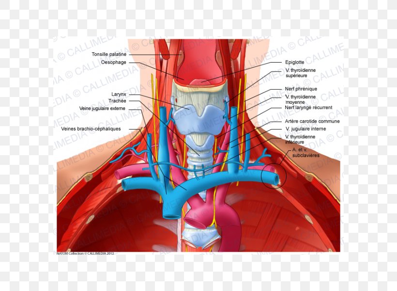 Anterior Triangle Of The Neck Subclavian Vein Recurrent Laryngeal Nerve, PNG, 600x600px, Watercolor, Cartoon, Flower, Frame, Heart Download Free