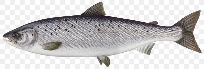 Atlantic Salmon Fish Smoked Salmon Salmonids, PNG, 960x329px, Atlantic Salmon, Animal Figure, Aquaculture, Aquaculture Of Salmonids, Bony Fish Download Free