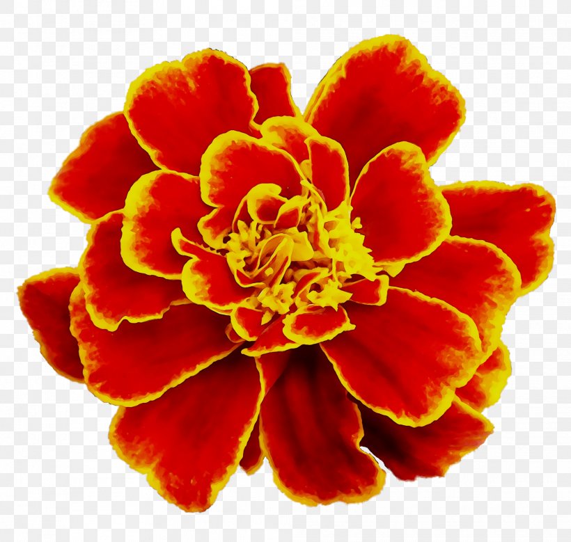 Cut Flowers, PNG, 2016x1916px, Cut Flowers, Carnation, Common Zinnia, English Marigold, Flower Download Free