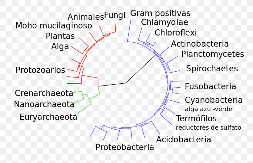 Diagram Introduction To Evolution Mutation Bacteria, PNG, 788x528px, Watercolor, Cartoon, Flower, Frame, Heart Download Free