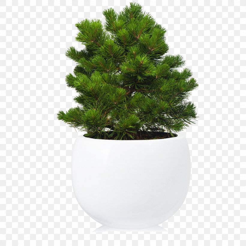 Fir Mountain Pine Conifers Bonsai, PNG, 1560x1560px, Fir, Alpine Garden, Bonsai, Conifer, Conifers Download Free