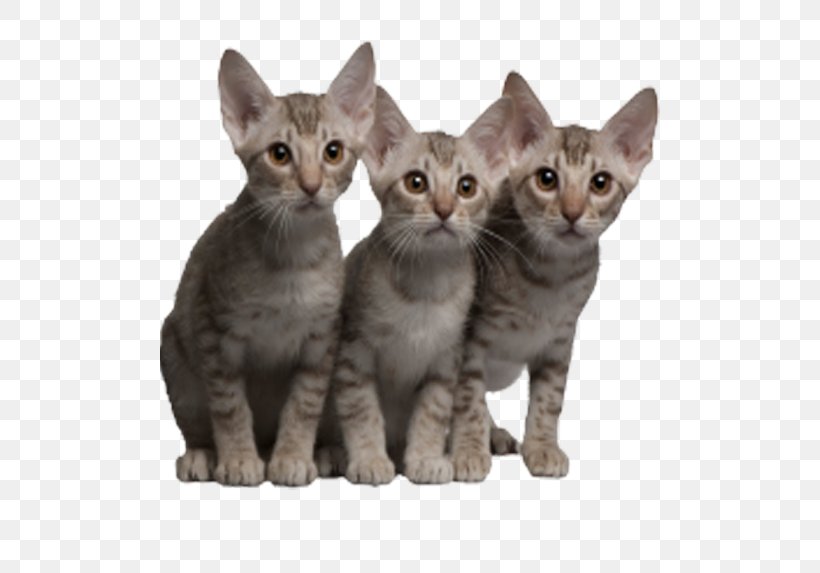Ocicat Kitten Tabby Cat, PNG, 679x573px, Ocicat, American Wirehair, Asian, Australian Mist, Breed Download Free