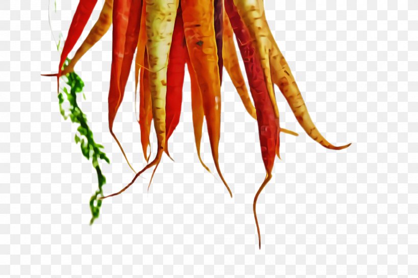 Plant Vegetable Carrot Root Vegetable Chile De árbol, PNG, 2000x1332px, Plant, Carrot, Root Vegetable, Vegetable Download Free
