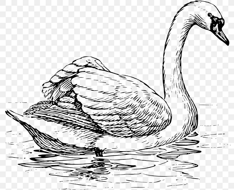 Trumpeter Swan Black Swan Whooper Swan Bird Drawing, PNG, 800x665px, Trumpeter Swan, Beak, Bird, Black And White, Black Swan Download Free