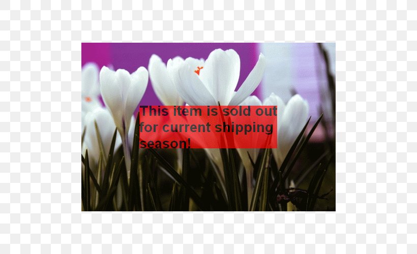 Cyclamen Tulip Desktop Wallpaper Stock Photography Crocus, PNG, 500x500px, Cyclamen, Computer, Crocus, Flower, Flowering Plant Download Free